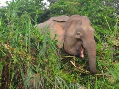 Borneo pgymy elephant, Sukau (2)